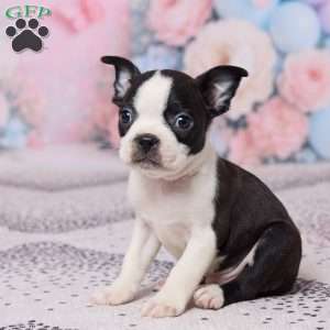 Joe, Boston Terrier Puppy
